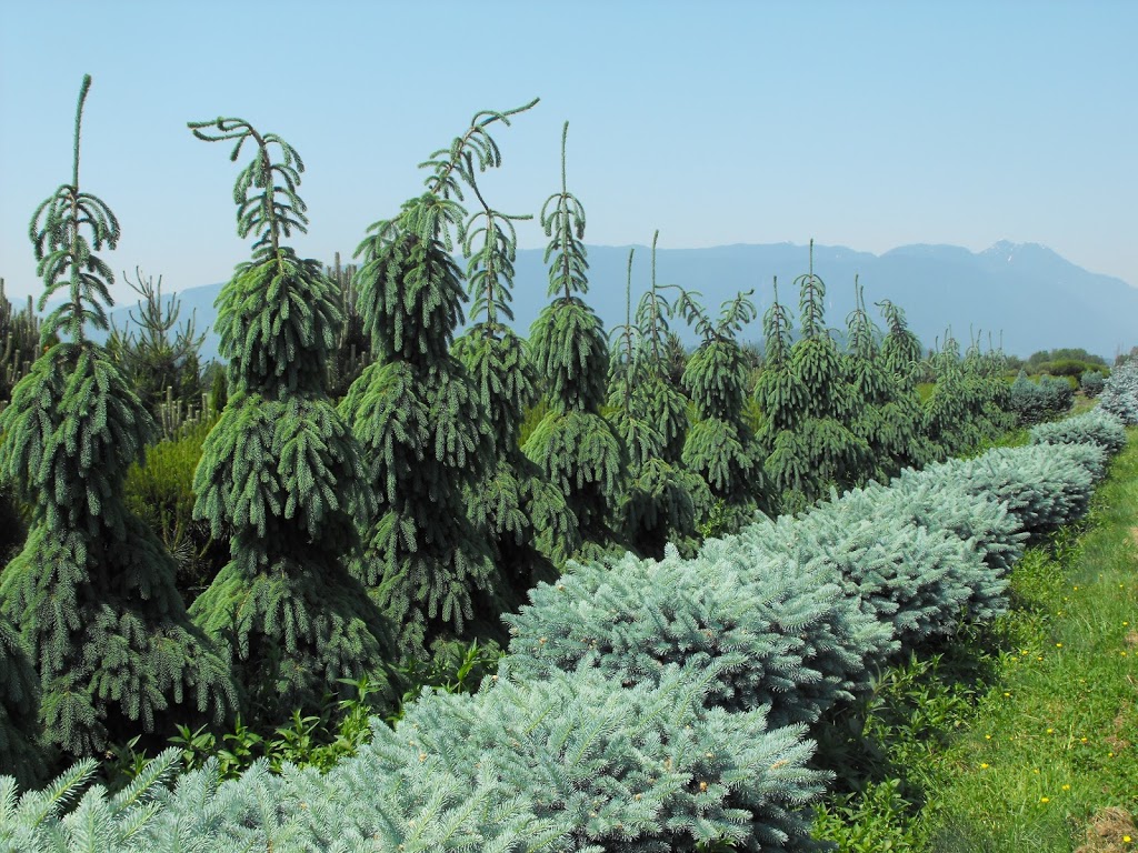 Specimen Trees Wholesale Nurseries Ltd | 18598 Advent Rd, Pitt Meadows, BC V3Y 2G8, Canada | Phone: (604) 465-7122
