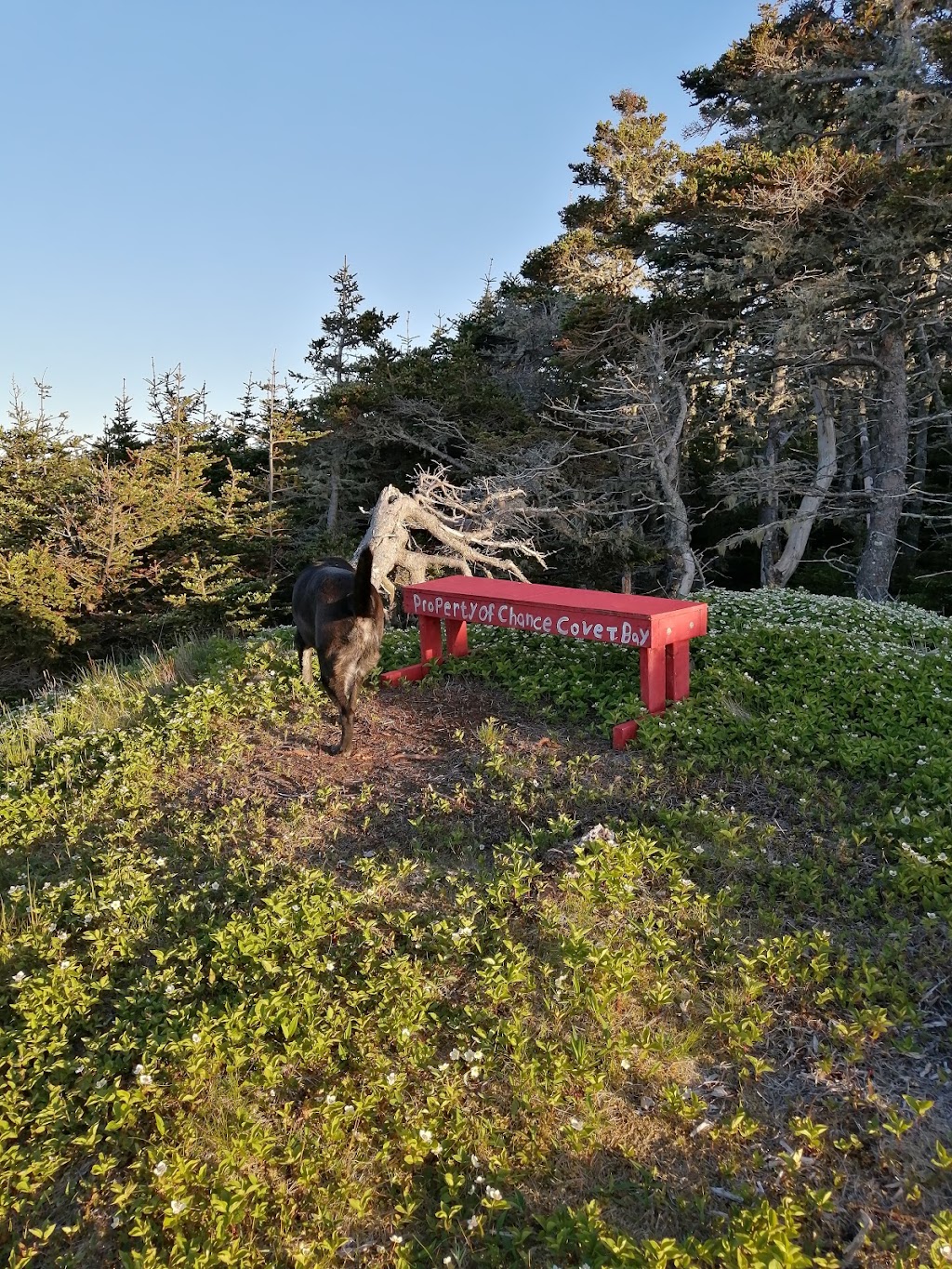 Chance Cove Coastal Hiking Trail | 100 Hwy 16, Chance Cove, NL A0B 1K0, Canada | Phone: (709) 460-4151