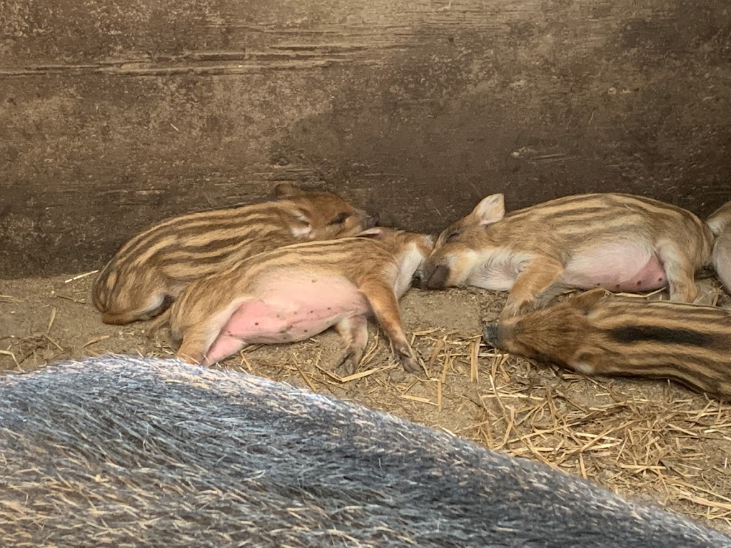 Ferme Sanglier des Bois | 440 Rang Petit Capsa, Saint-Augustin-de-Desmaures, QC G3A 1W8, Canada | Phone: (418) 878-0010