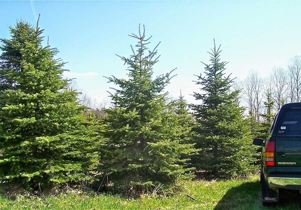 Travelling Trees Ltd | 6144 7 Line, Belwood, ON N0B 1J0, Canada | Phone: (519) 831-6094