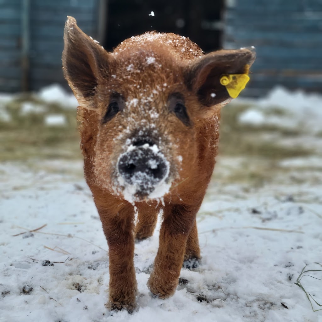 Hogs and Horns Homestead | Range Rd 133, Minburn County No. 27, AB T0B 2S0, Canada | Phone: (403) 796-7407
