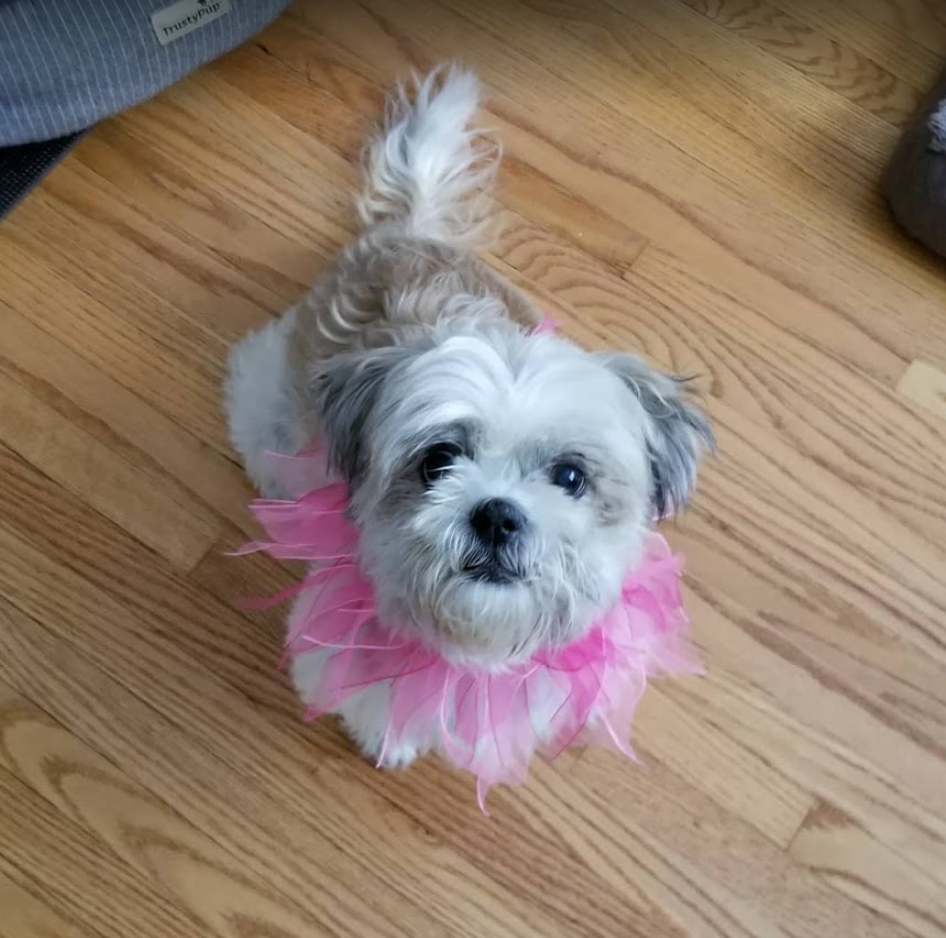 Wag N Watch Pet Sitters | Surrey Ln, Burlington, ON L7T 3S7, Canada | Phone: (905) 630-9354