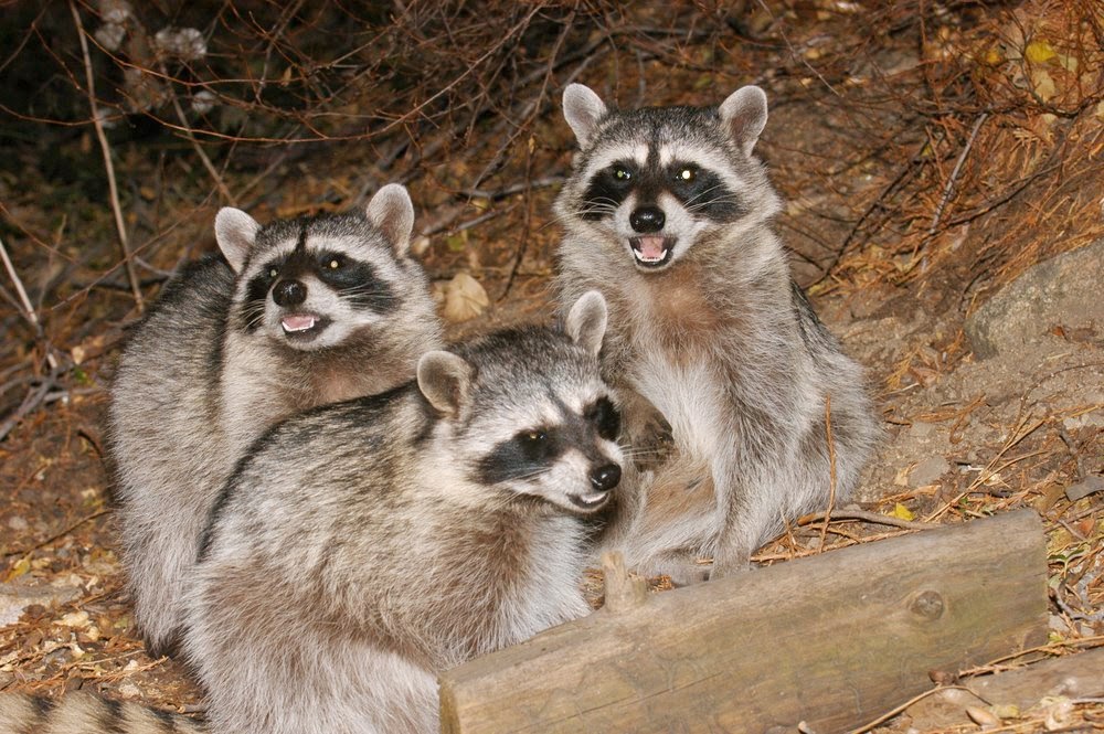 Professional Wildlife Removal | 146 Somerset Rd, London, ON N6K 3M8, Canada | Phone: (519) 473-6210