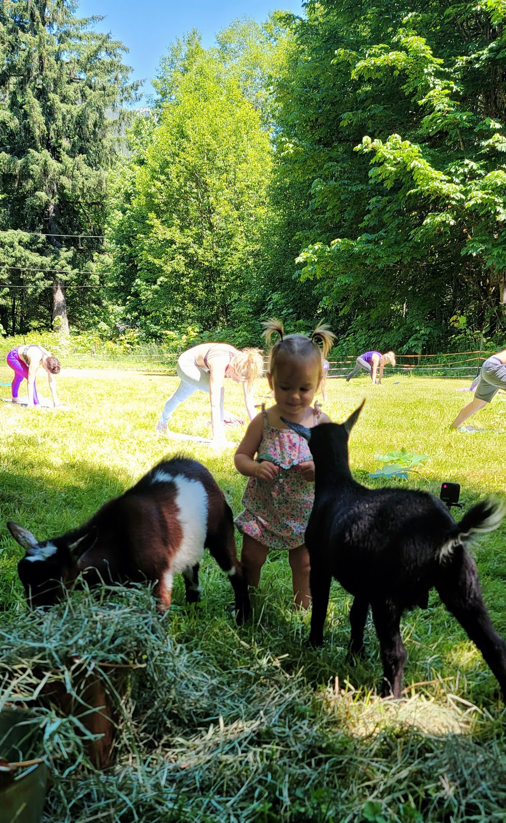 Goat Yoga | 12825 Squamish Valley Rd, Brackendale, BC V0N 1H0, Canada | Phone: (604) 902-5951