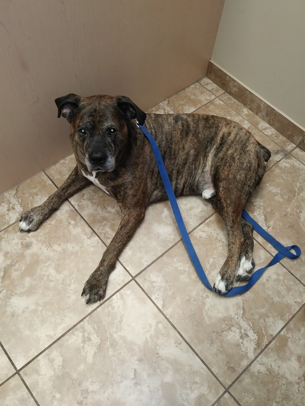 Main West Animal Hospital | 1 Broadway, Welland, ON L3C 5L2, Canada | Phone: (905) 735-7877