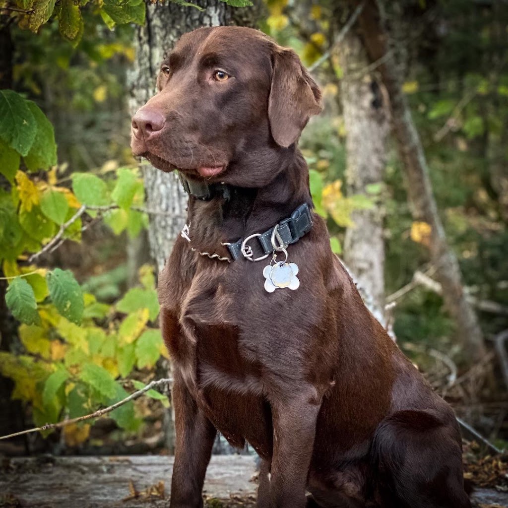 Unleashed Potential K9 | 22 Myrtle St, Stratford, PE C1B 2W2, Canada | Phone: (902) 367-3647