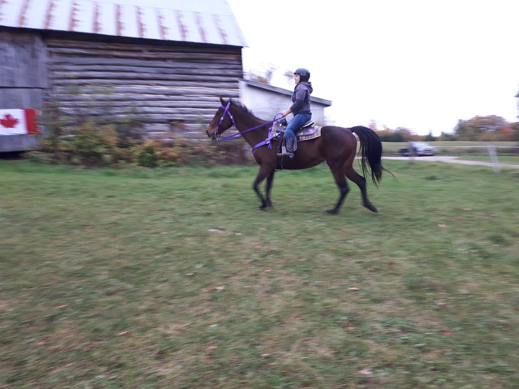 Hill Rise Farm | 139 Hastings County Rd 62, Combermere, ON K0J 1L0, Canada | Phone: (613) 334-5262