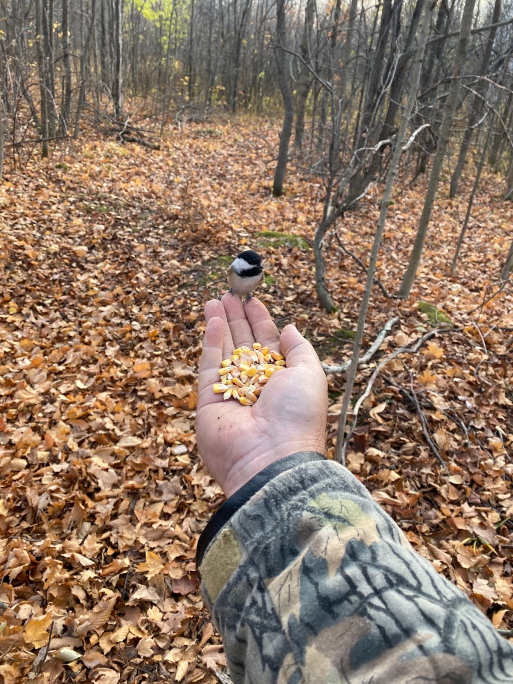 Wildturkey Guest House | 1075 Concession Rd 2, Port Elgin, ON N0H 2C0, Canada | Phone: (519) 386-8349
