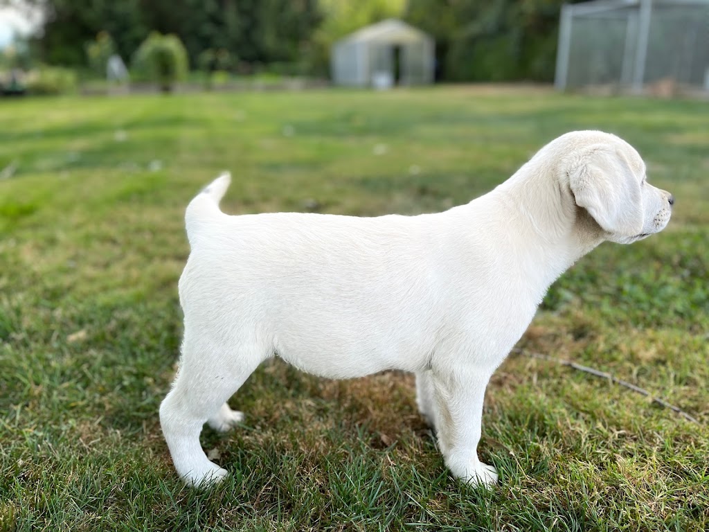Woodside Labradors | 47920 Camp River Rd, Chilliwack, BC V4Z 0B6, Canada | Phone: (604) 991-8001