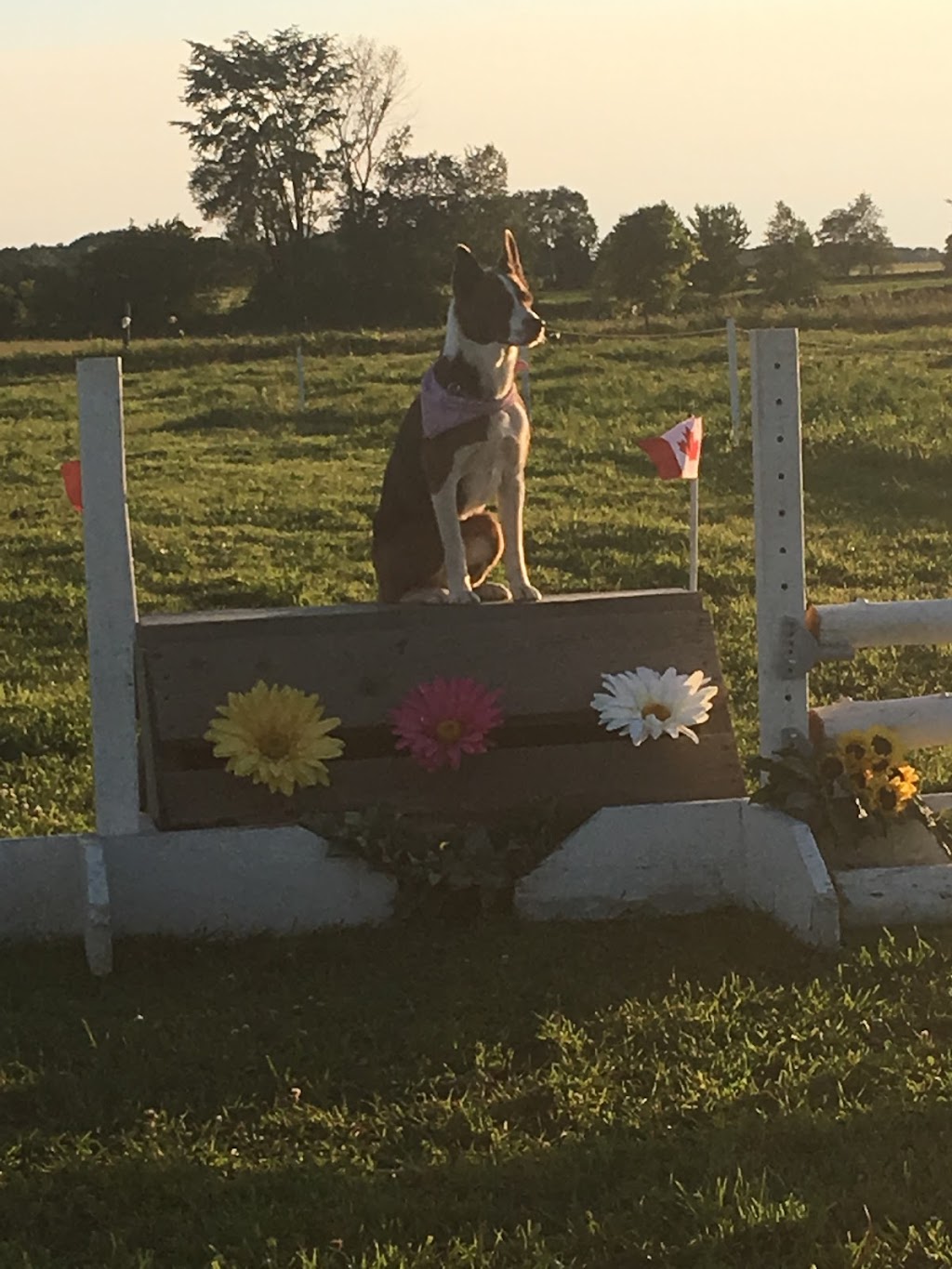 DenMar Farms | 526 Concession 17 West, Tiny, ON L9M 0K5, Canada | Phone: (705) 528-2568