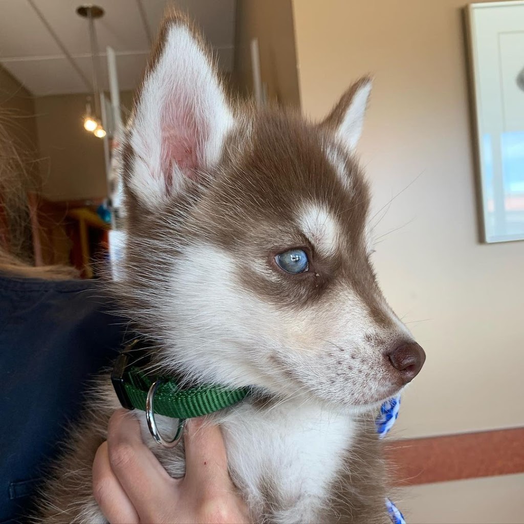 Signal Hill Animal Clinic | 1919 Sirocco Dr SW #416, Calgary, AB T3H 2Y3, Canada | Phone: (403) 249-3411