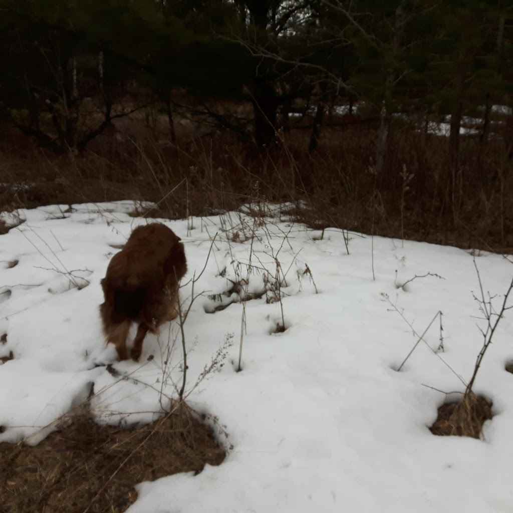 Sandy Hollow Disc Golf Course | 434 Ferndale Dr N, Barrie, ON L4N 7X6, Canada | Phone: (705) 795-2597