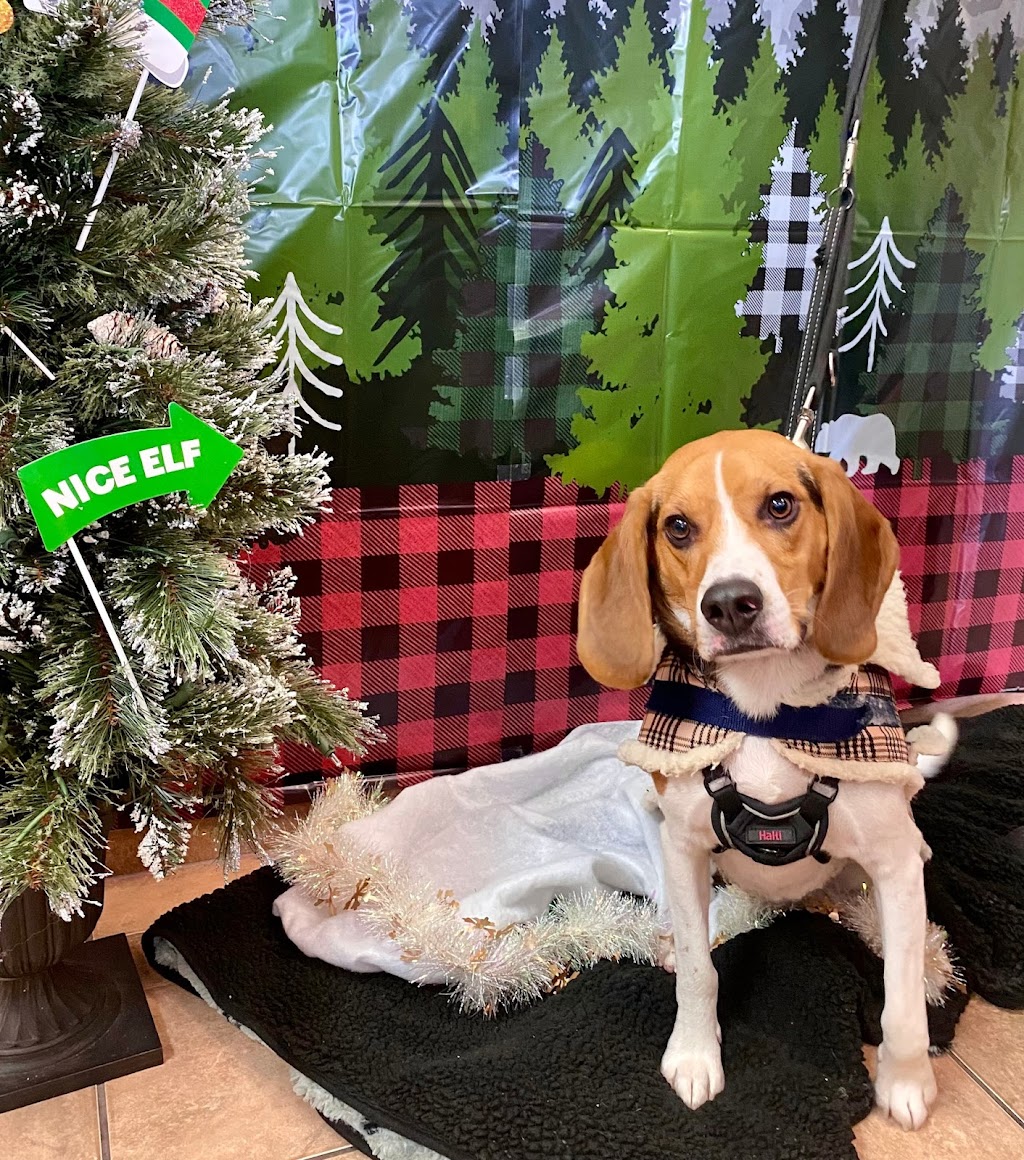 Halifax Veterinary Hospital | 6485 Quinpool Rd, Halifax, NS B3L 1B2, Canada | Phone: (902) 422-8595