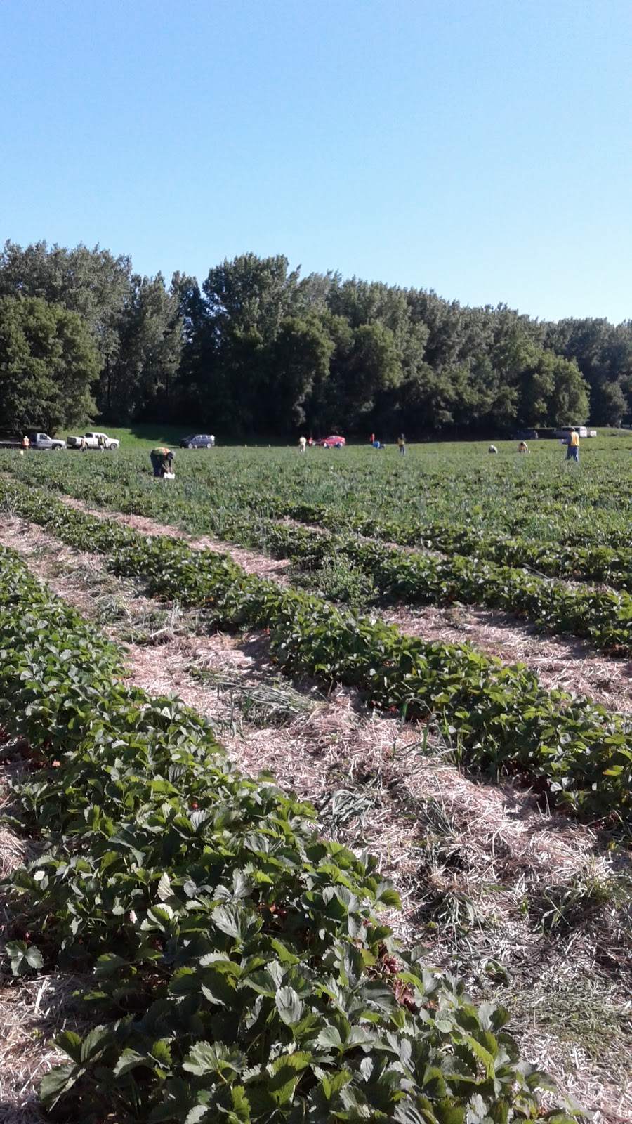 Connerys Riverdale Farms Ltd | 36136 PR 240, Portage la Prairie, MB R1N 3A3, Canada | Phone: (204) 428-3188