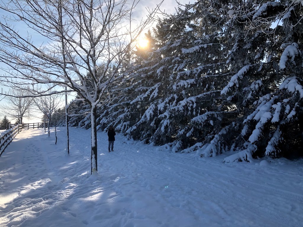 Elliott Tree Farm | 9467 Erin East Garafraxa Townline, Hillsburgh, ON N0B 1Z0, Canada | Phone: (519) 216-0699