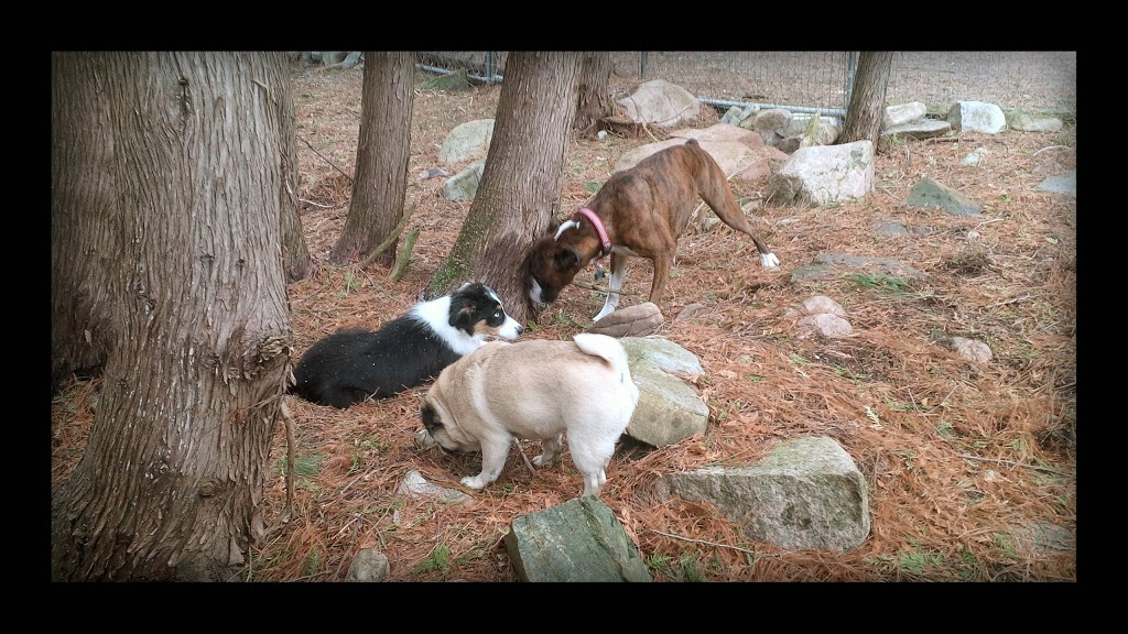 Dog Pad & Paddle Resort | 6346 ON-37, Tweed, ON K0K 3J0, Canada | Phone: (613) 478-3966