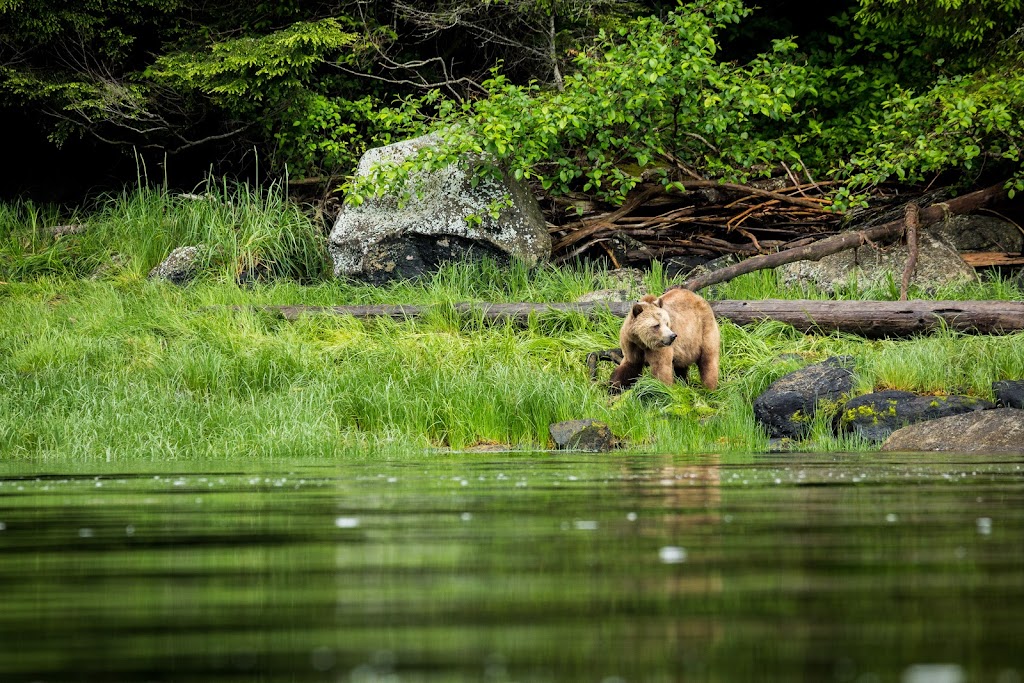 Knight Inlet Lodge | 8574 Reinhold Rd #4, Black Creek, BC V9J 1B4, Canada | Phone: (250) 337-1953