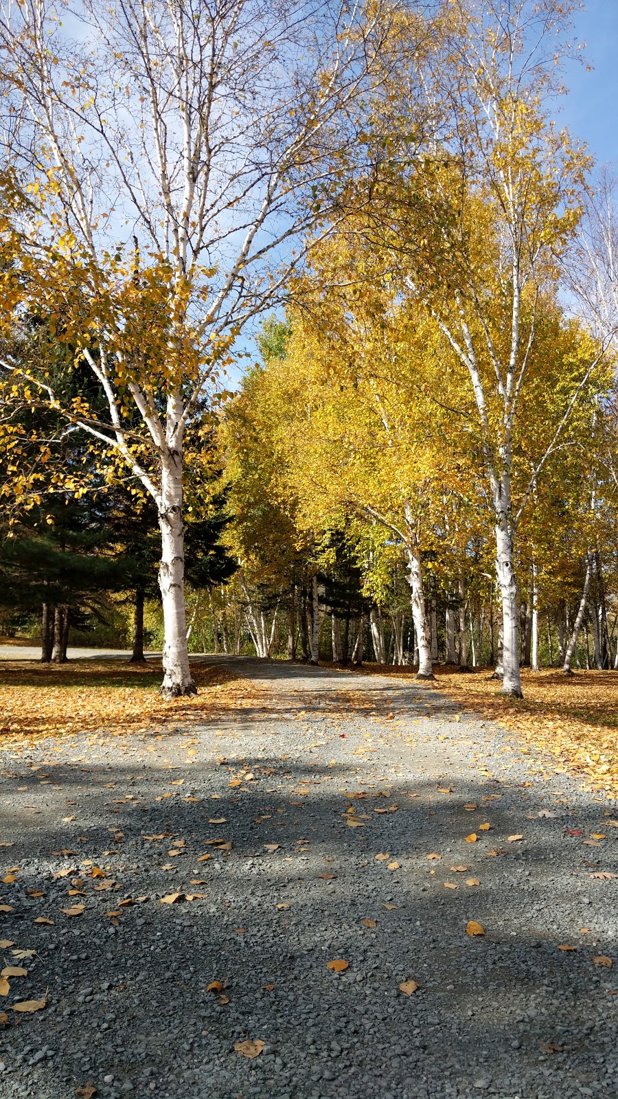 Blackville Municipal Park | 158 Main St, Blackville, NB E9B 1P3, Canada | Phone: (506) 843-6337