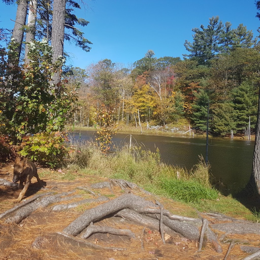Licks | 1 Horseshoe Lake Rd, Parry Sound, ON P2A 2W8, Canada | Phone: (705) 378-4763