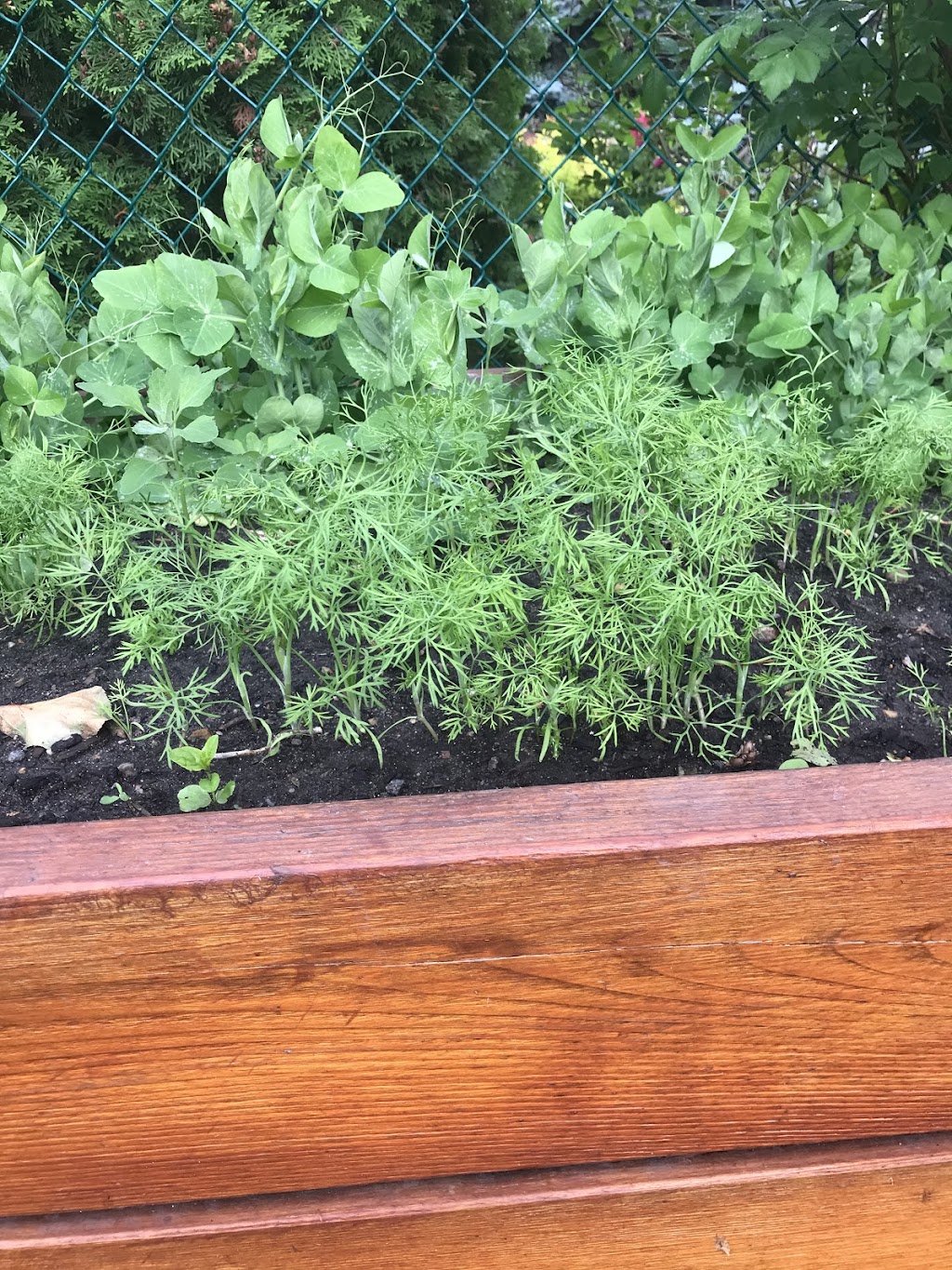 Pablos Planters & Pergolas | 46 St NW, Edmonton, AB T6H 0A5, Canada | Phone: (780) 222-1871