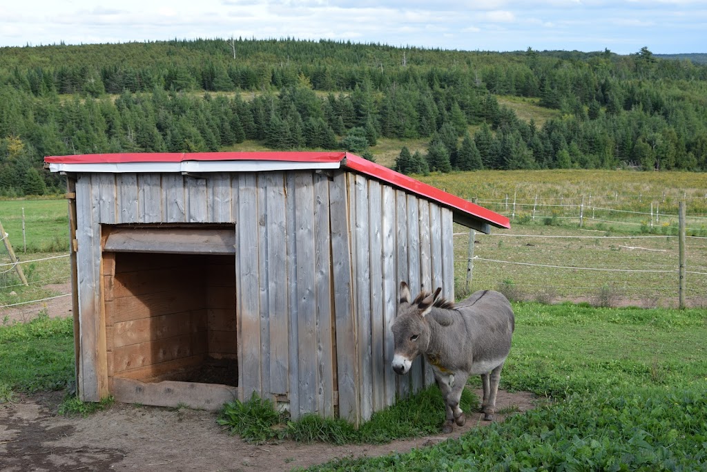 B&B on the Hill - Forge & Stable | Goshen Fisher Mills Rd, St. Marys, NS B0H 1M0, Canada | Phone: (902) 318-1811