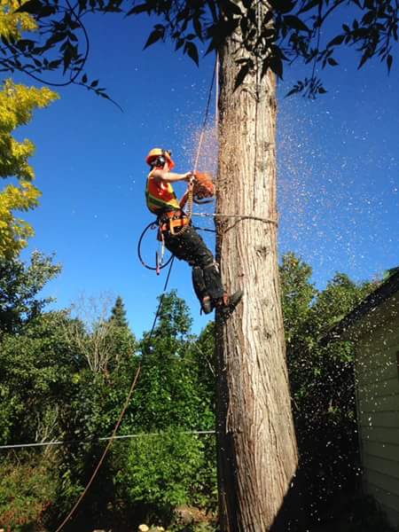 VRP Tree Service | 3097 Landmark Crescent, Nanaimo, BC V9T 5P9, Canada | Phone: (250) 327-7124