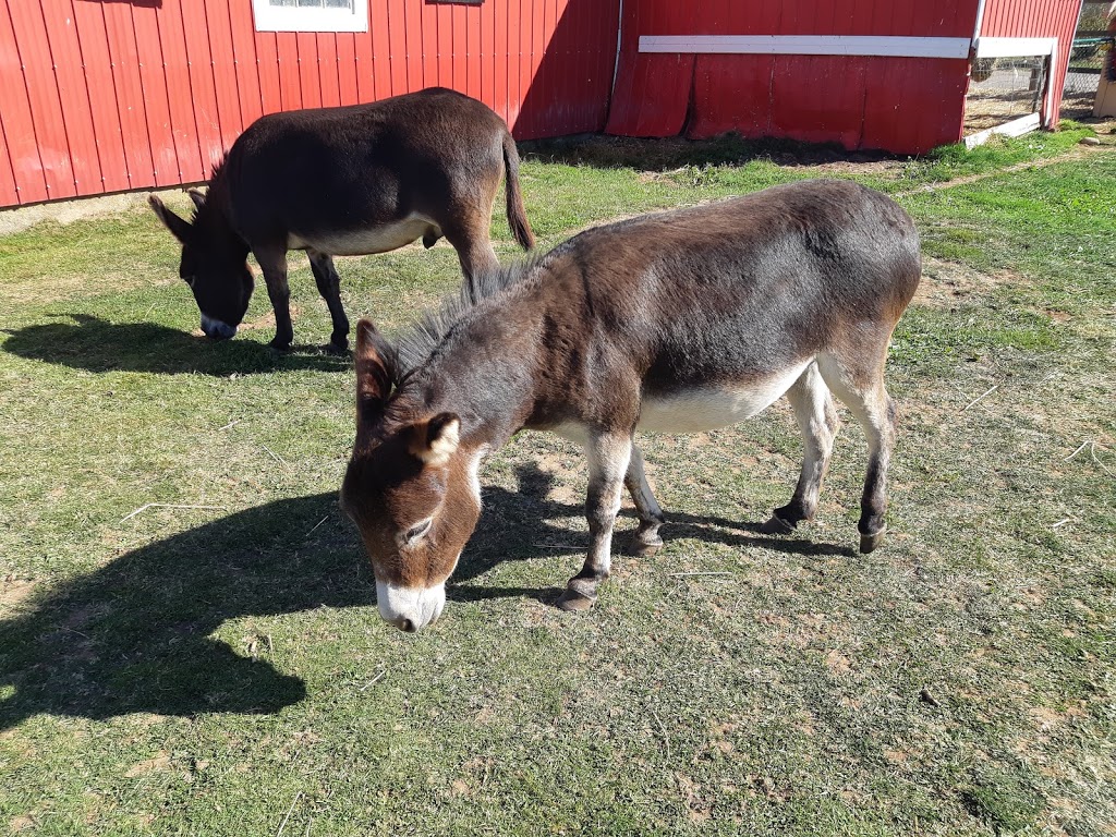 Willowbank U-Pick Farm | Starrs, 110 Starrs Point Loop, Port Williams, NS B0P 1T0, Canada | Phone: (902) 542-9153