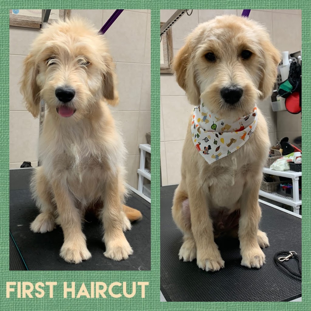 Jenni-furz Gentle Grooming | 1220 Queens Bush Rd, Wellesley, ON N0B 2T0, Canada | Phone: (519) 504-5648