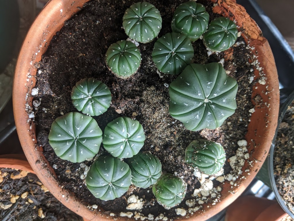 Cactus Land | 15 Owlshead Rd, Ashton, ON K0A 1B0, Canada | Phone: (613) 298-4905