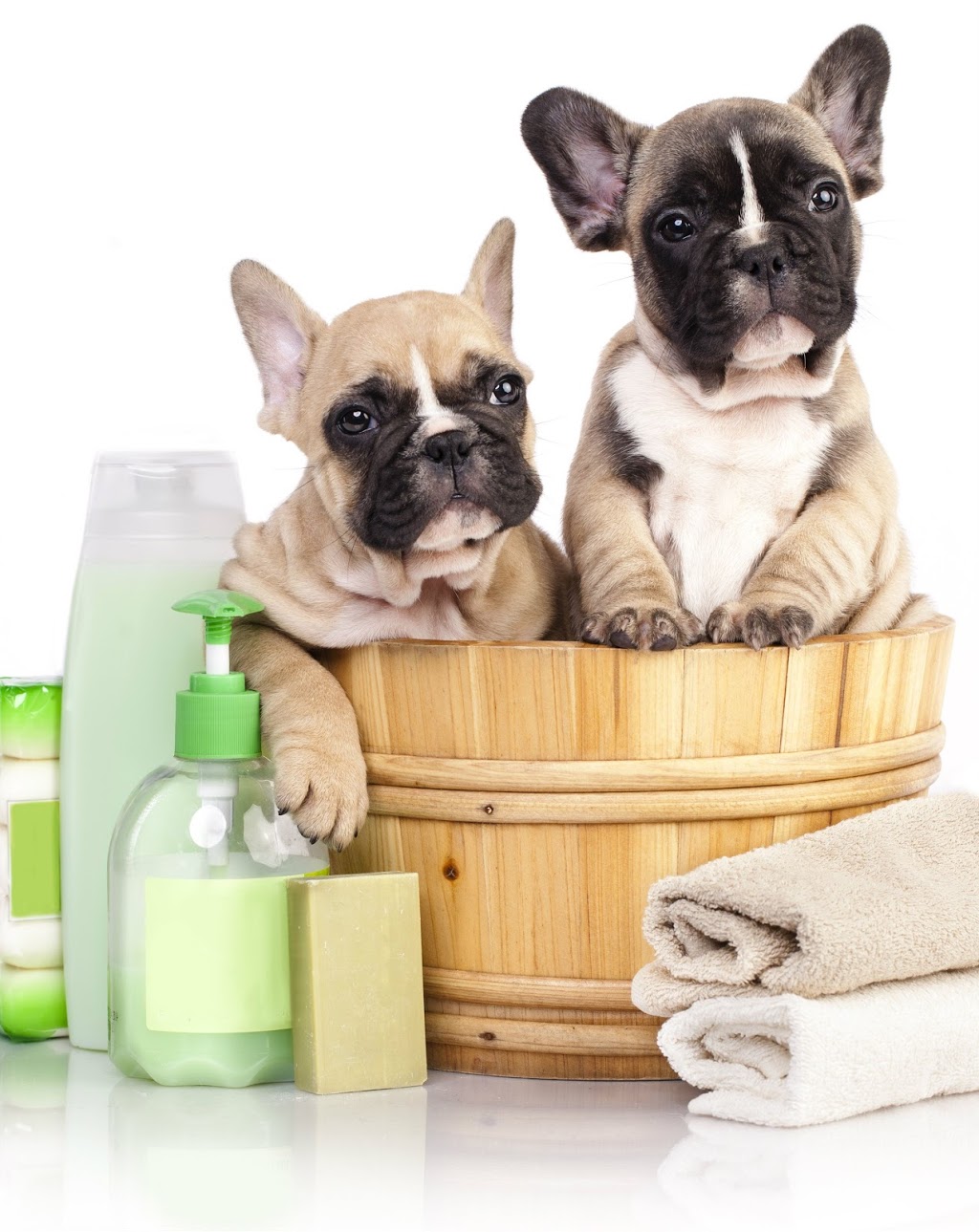 Gone With The Dogs | 2 Glenabbey Dr, Oshawa, Courtice, ON L1E 1C1, Canada | Phone: (905) 404-8746