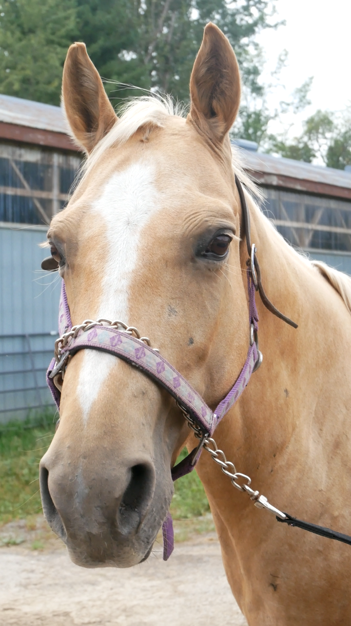 Ponies R Us | 1078 Campbellville Rd, Milton, ON L0P, Canada | Phone: (905) 854-7669