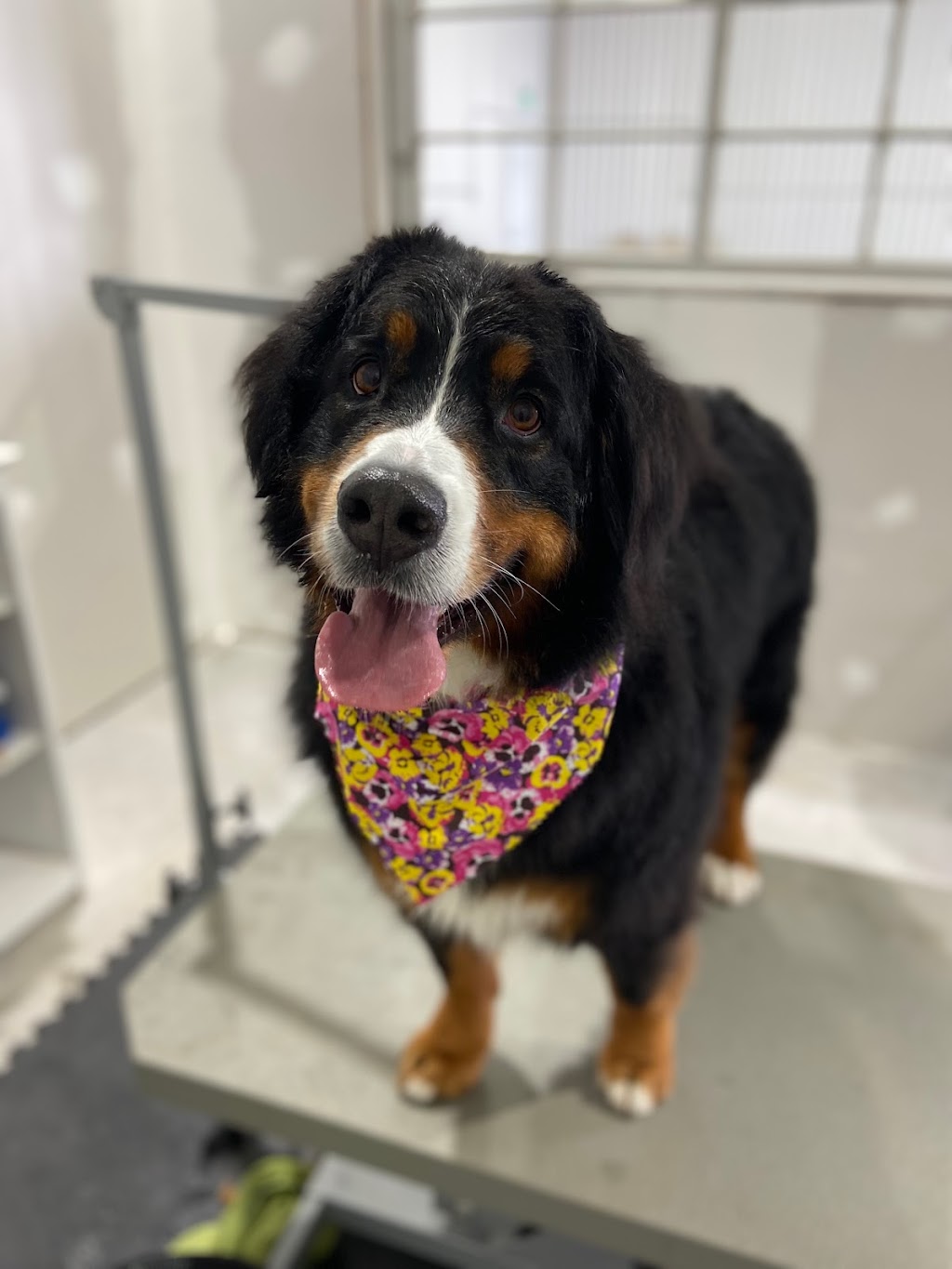 Roc N Dukes Pet Supplies Mount Forest | 219 Industrial Dr, Mount Forest, ON N0G 2L1, Canada | Phone: (888) 489-3431