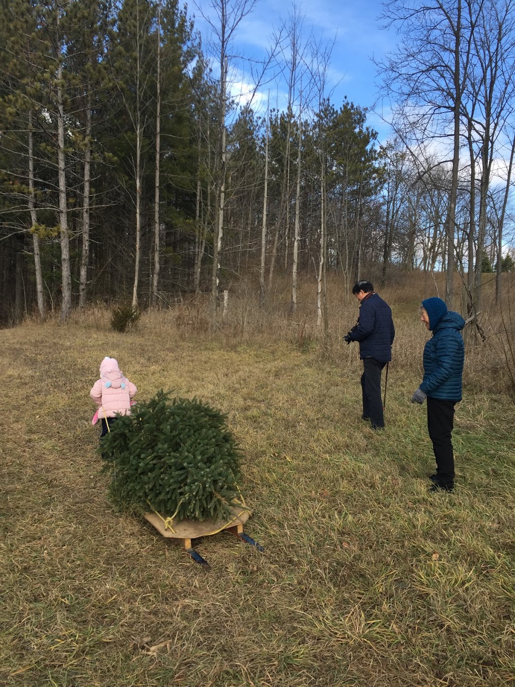 Chickadee Christmas Trees | 6639 Wellington Road 34, Cambridge, ON N3C 2V4, Canada | Phone: (519) 654-2029