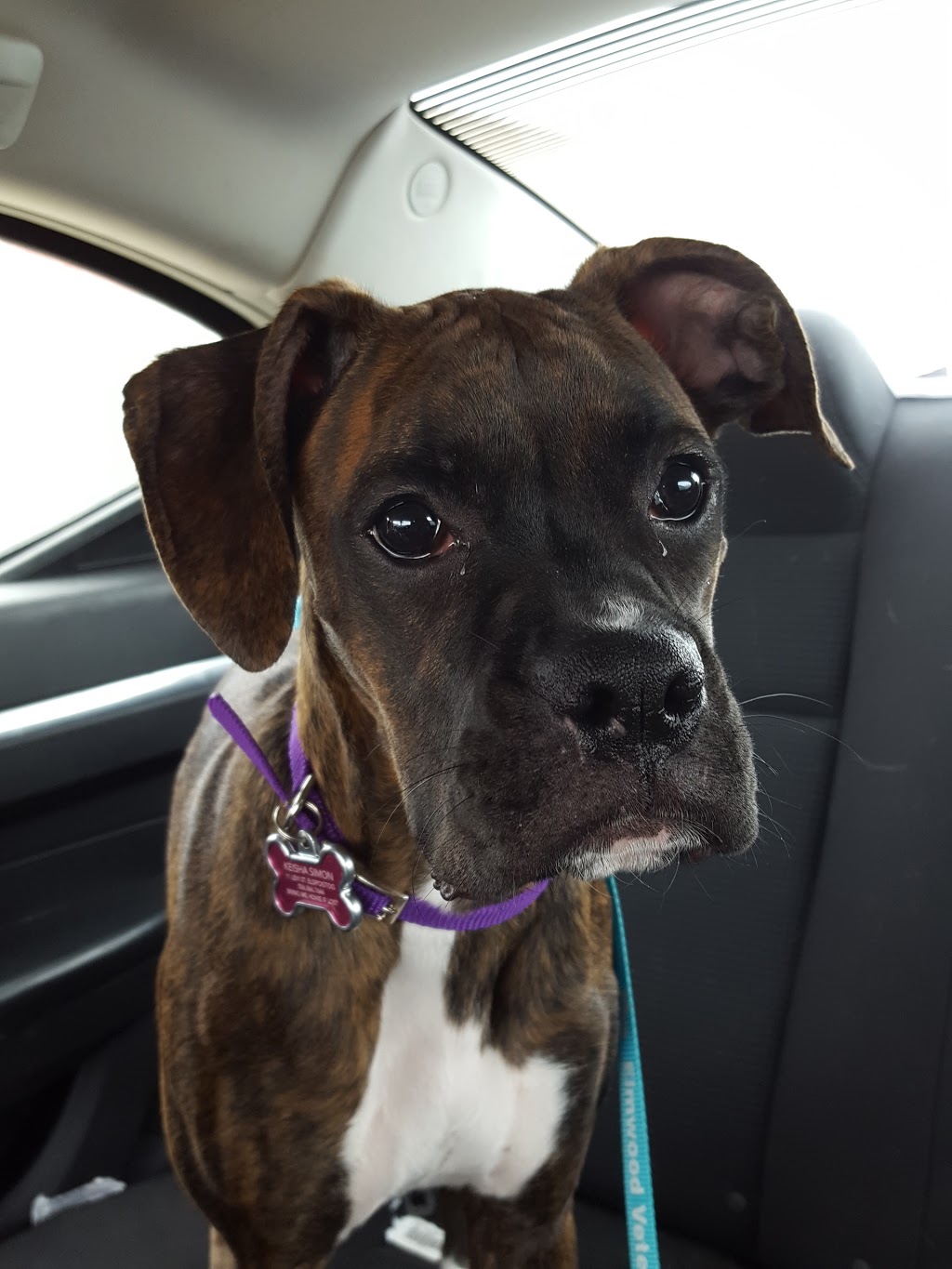 Pet Valu | 2485 King George Hwy, Miramichi, NB E1V 6W3, Canada | Phone: (506) 773-9676