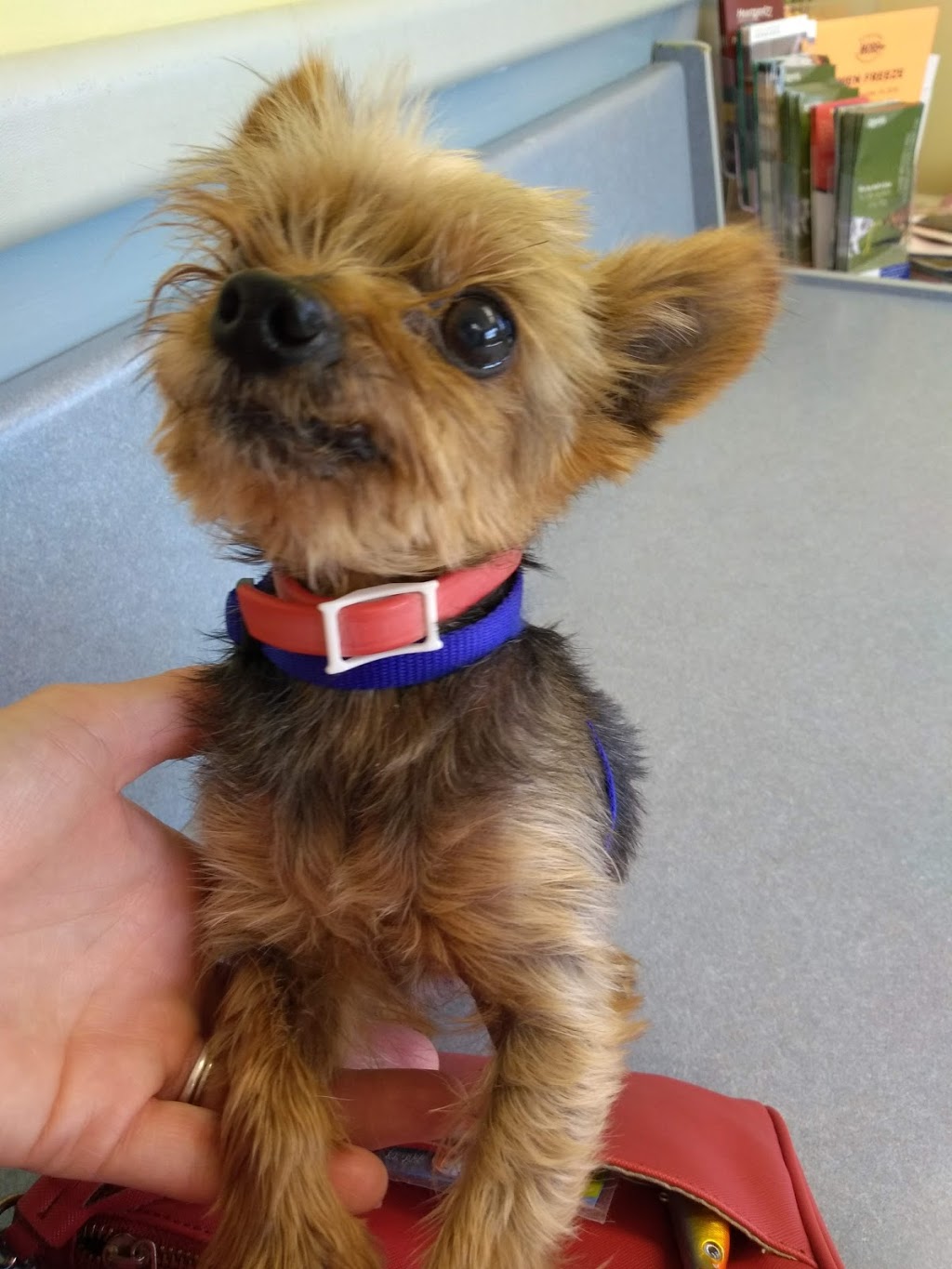 Yale Veterinary Hospital | 10930 Yale Rd, Brockway, MI 48097, USA | Phone: (810) 387-4370