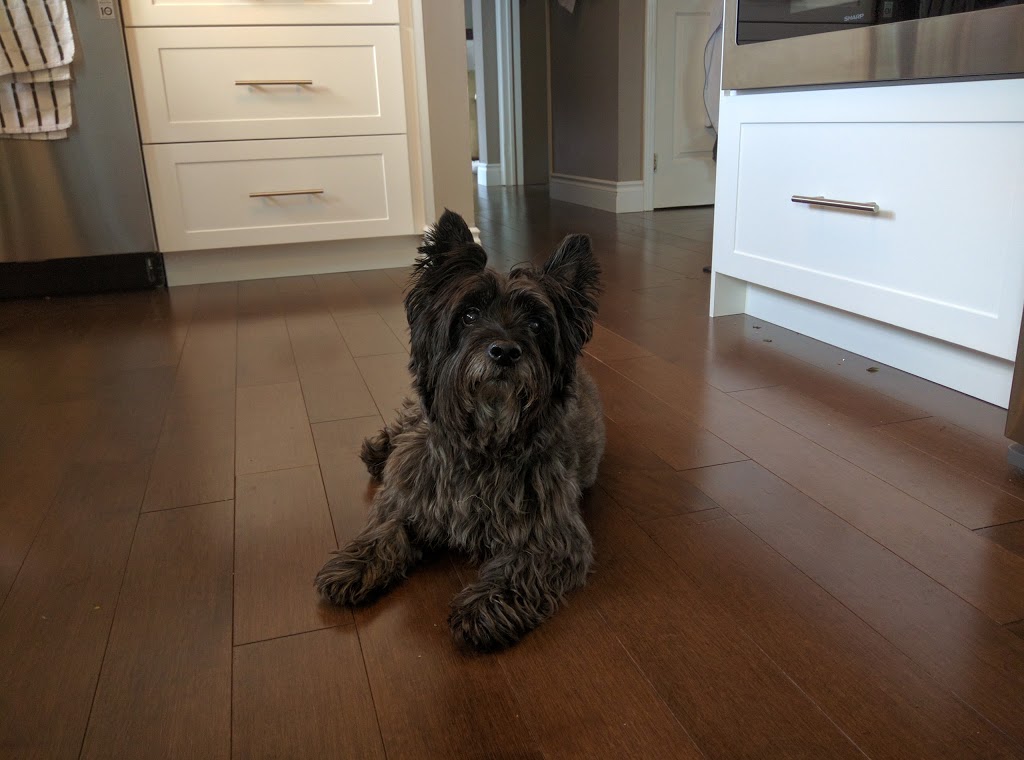 Waggin Tails Pet Services | 1 Heath Crescent, Port Perry, ON L9L 1K9, Canada | Phone: (905) 718-2494