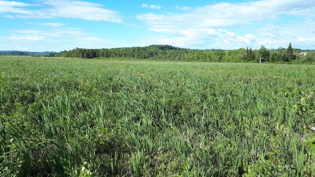 Marais de Ste-Catherine-de-Hatley | Sainte-Catherine-de-Hatley, QC J0B, Canada