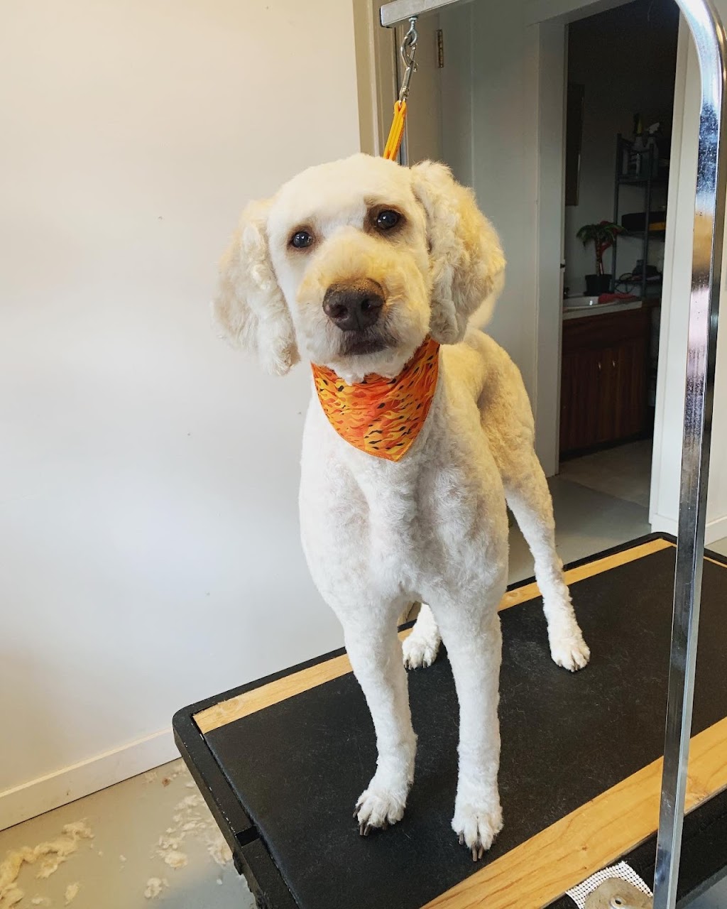 Golden Ears Grooming | 4660 Western Rd, Courtenay, BC V9N 3T2, Canada | Phone: (250) 702-1434