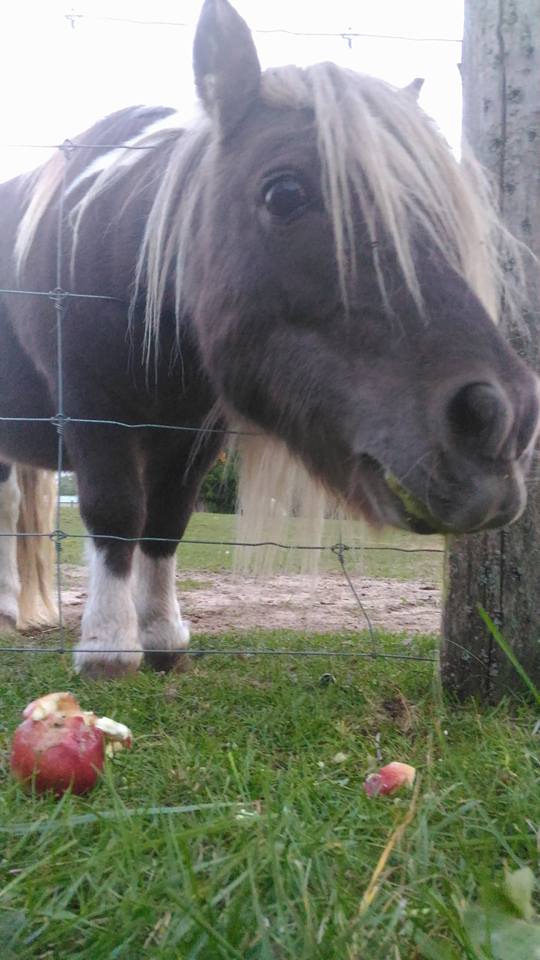 FrogHollow Farm Sanctuary | 855102 Gobles Rd, Princeton, ON N0J 1V0, Canada | Phone: (519) 535-4763