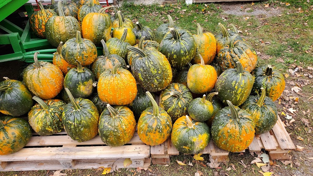 Cedar Patch Farms | 2335 Blessington Rd, Corbyville, ON K0K 1V0, Canada | Phone: (613) 966-4771