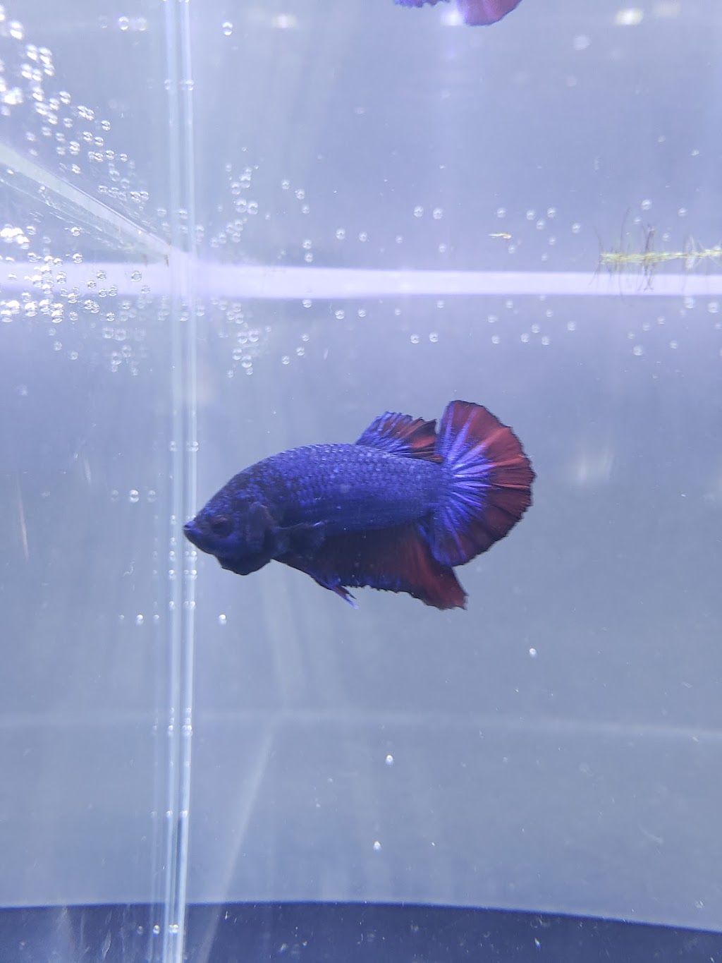 Luminous Aquatic | 553 Foster Ave, Coquitlam, BC V3J 0B5, Canada | Phone: (603) 831-3047