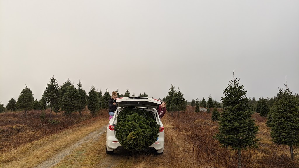 Northern Lights Christmas Tree Farm | 3200 Clam Harbour Rd, Lake Charlotte, NS B0J 1Y0, Canada | Phone: (902) 641-2142