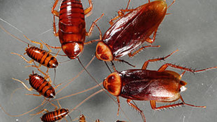 Natural Pest Solutions | 8360 153a St, Surrey, BC V3S 8P9, Canada | Phone: (604) 262-2823