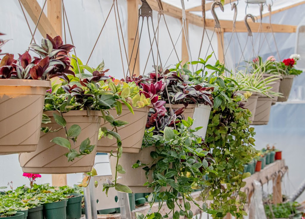 Jack Family Plants | 3053 Portage Rd, Niagara Falls, ON L2J 2J8, Canada | Phone: (289) 547-7699