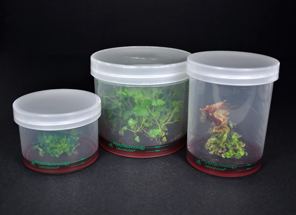 Phyto Sciences Distribution | 5-2675 Boul des Trinitaires, Montréal, QC H4E 2R7, Canada | Phone: (514) 884-3358