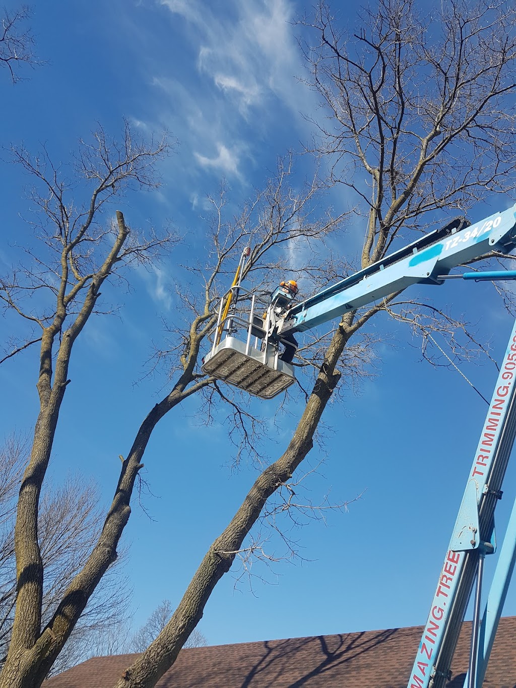Amazing Tree Trimming Services Inc | 700 ON-6, Caledonia, ON N3W 1M6, Canada | Phone: (905) 630-4177