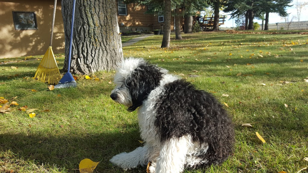 Westglen Boarding Kennels Ltd | 226 Ave 32nd St SW, De Winton, AB T0L 0X0, Canada | Phone: (403) 256-0806