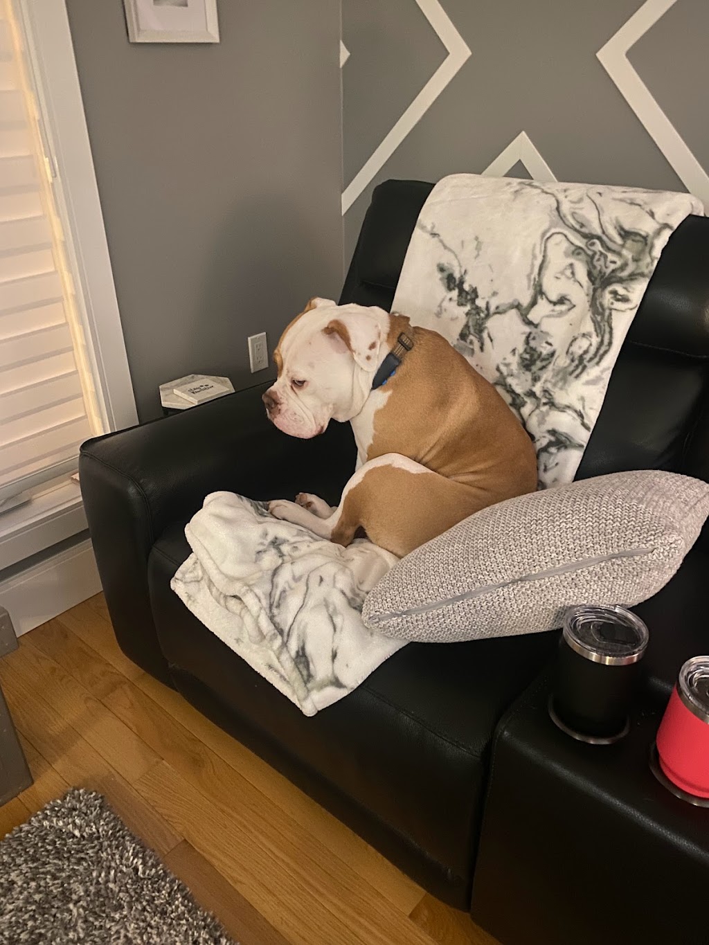 Angies Pawsitive Pet Services | 3409 Lee Ave, Cumberland Beach, ON L0K 1G0, Canada | Phone: (705) 309-5391