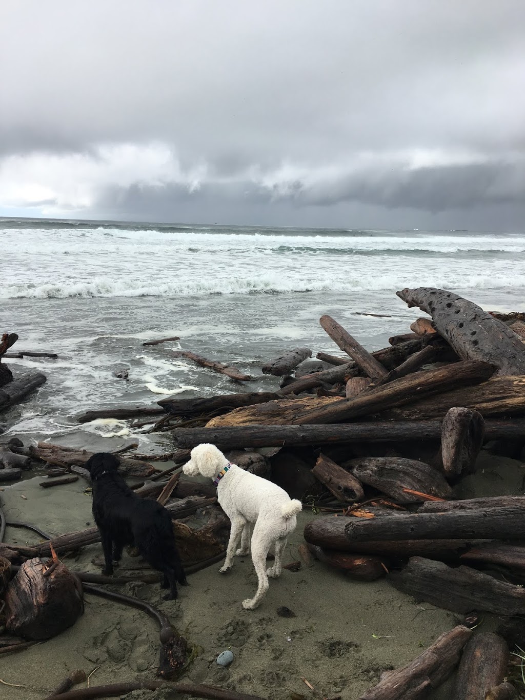 Norgate Animal Hospital | 1435 Marine Dr, North Vancouver, BC V7P 1T5, Canada | Phone: (604) 980-2222