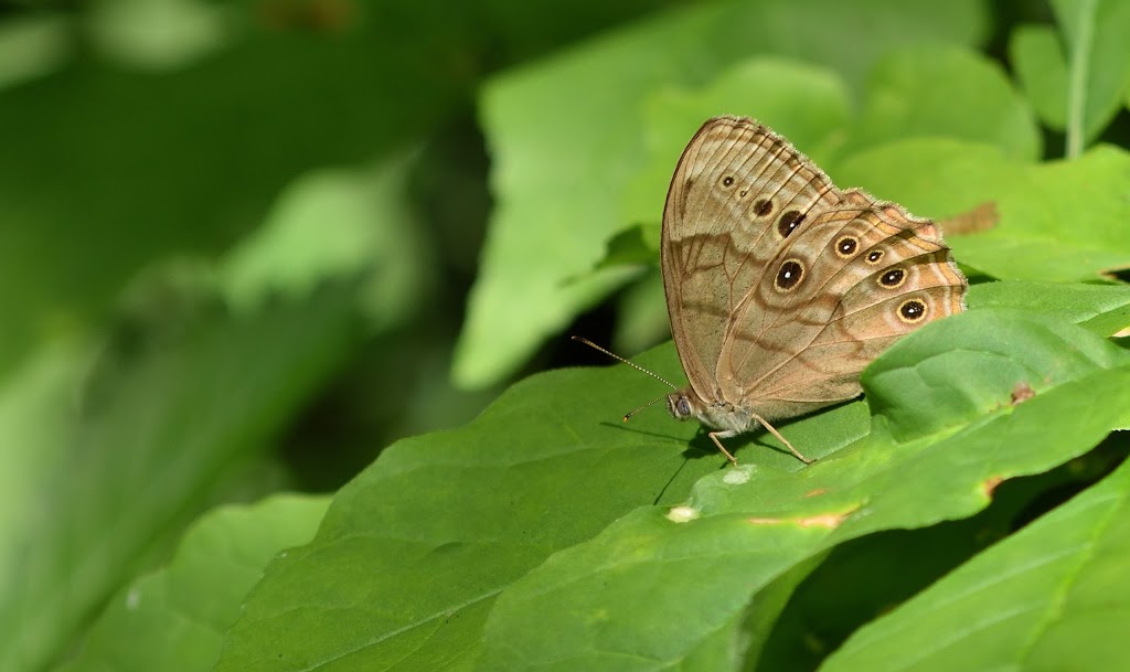 Hullett Provincial Wildlife Area | 41378 Hydro Line Rd, Clinton, ON N0M 1L0, Canada | Phone: (519) 482-7011
